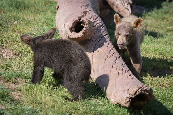 Baby bear cubs — Stock Photo, Image
