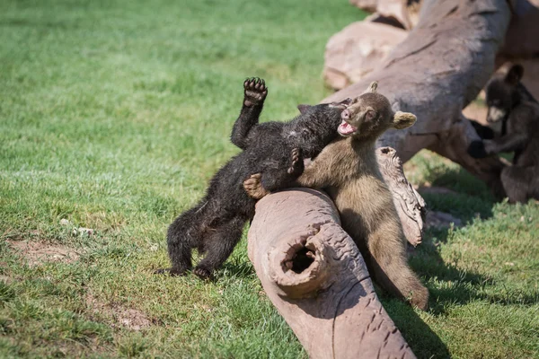 Μωρό αντέχει cubs — Φωτογραφία Αρχείου