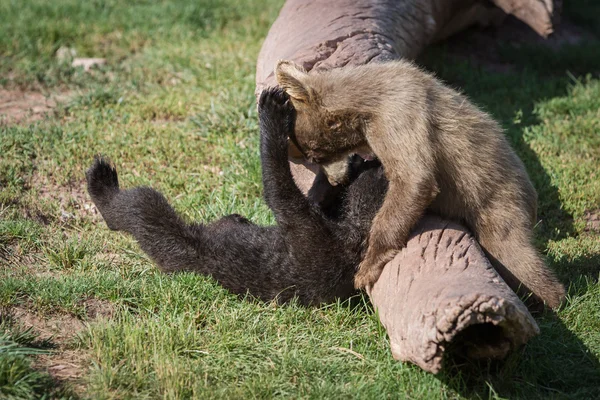 Cuccioli di orso bambino — Foto Stock