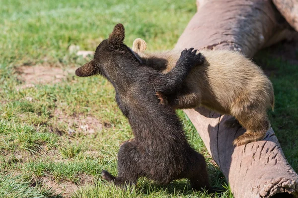 Baby bear cubs — Stockfoto