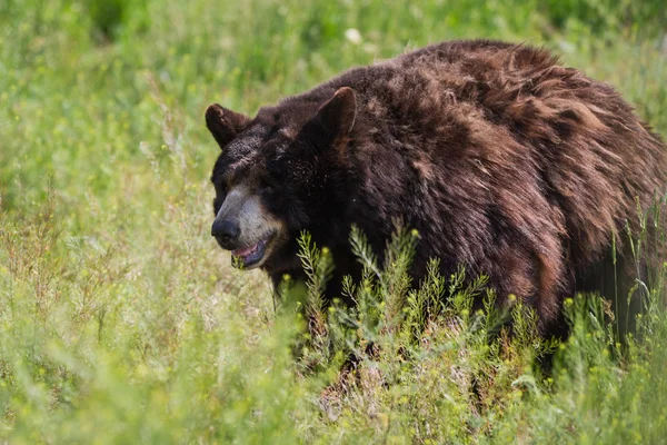 Dorosły black bear — Zdjęcie stockowe