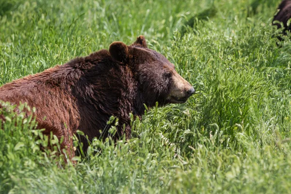 Volwassen zwarte beer — Stockfoto