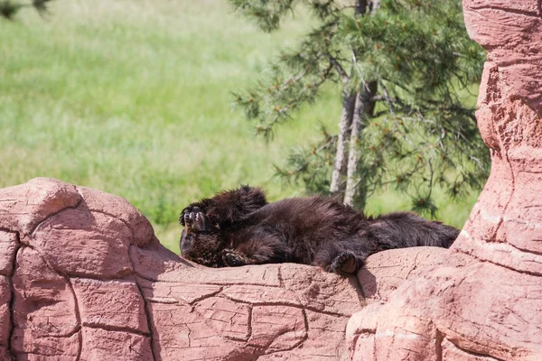 Erwachsener Schwarzbär — Stockfoto