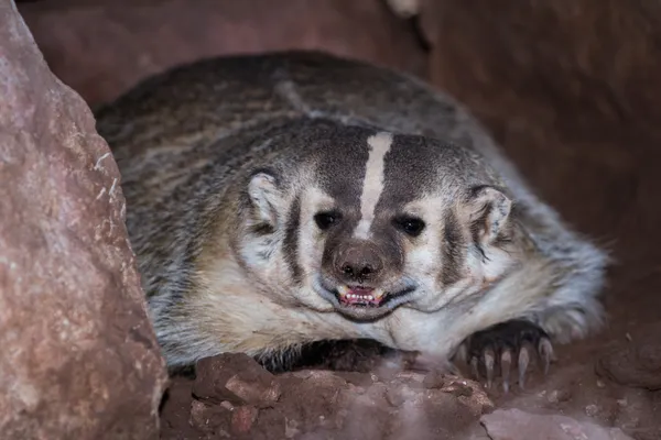 American Badger — Stock fotografie