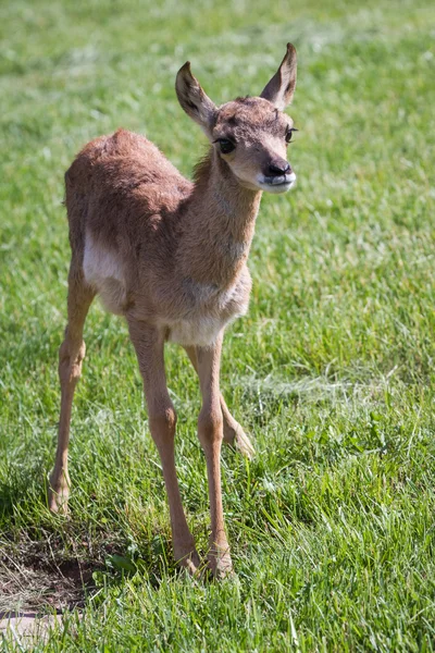 Baby antelope — Stock Photo, Image