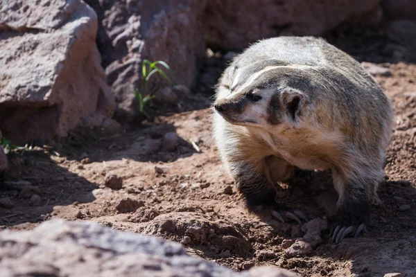 American badger — Stock Photo, Image