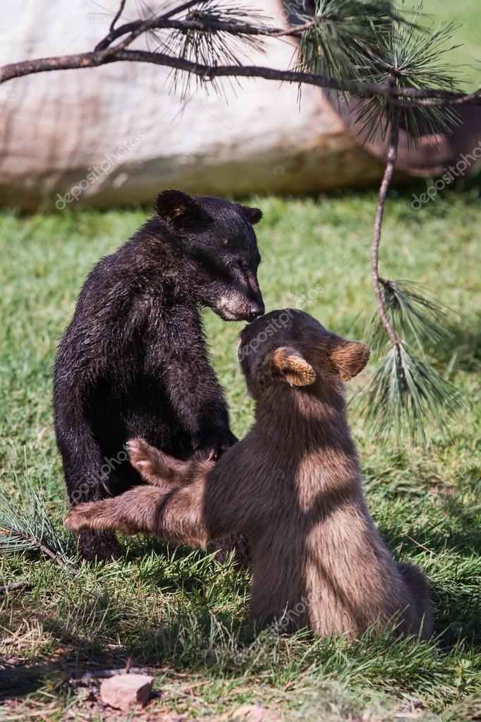 Oursons Bebe Ours Image Libre De Droit Par Wollertz C Oursons Bebe Ours Image Libre De Droit Par Wollertz C