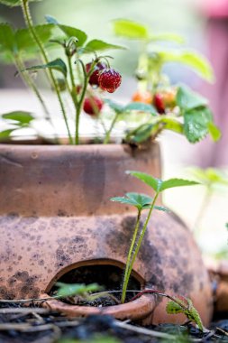 Eski bir terracotta ekicisinde küçük çilekler ve doğal ışık.