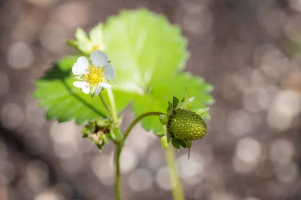 Fresh Organic Strawberry Plant Blurred Natural Background — Stockfoto