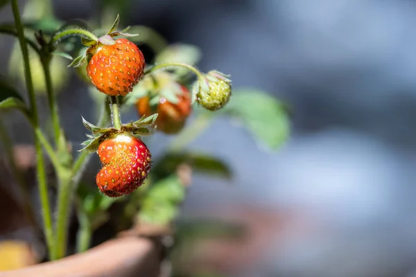 Verse Biologische Aardbei Plant Met Een Wazige Natuurlijke Achtergrond — Stockfoto