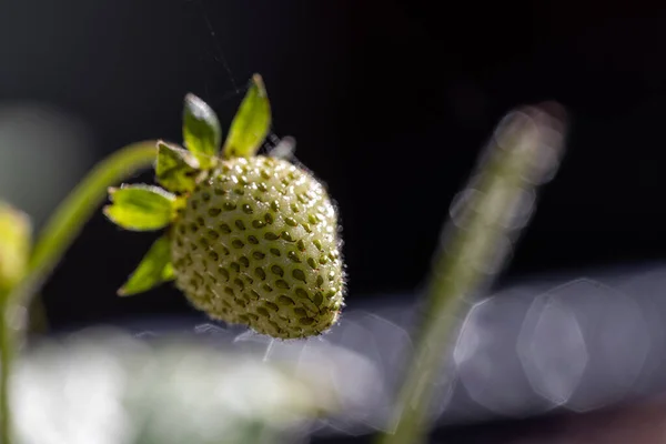 Fresh Organic Strawberry Plant Blurred Natural Background — Stock Photo, Image