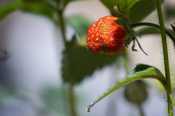 Frische Bio Erdbeere Auf Der Pflanze Mit Unscharfem Natürlichen Hintergrund — Stockfoto