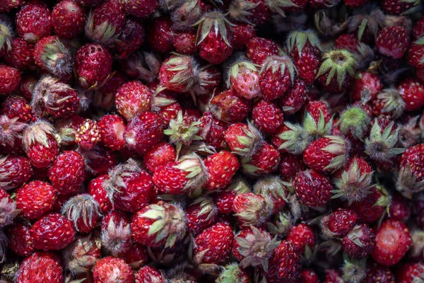 Primer Plano Manojo Pequeñas Fresas Rojas Maduras Silvestres — Foto de Stock