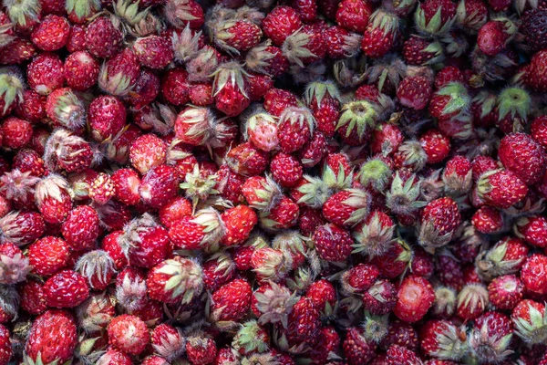 Close Bunch Tiny Red Ripe Wild Strawberries — Stockfoto