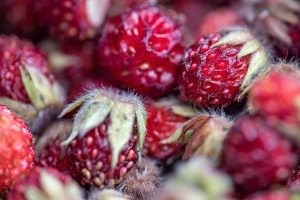 Close Bunch Tiny Red Ripe Wild Strawberries — Stockfoto