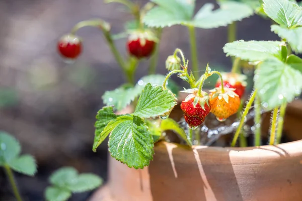 Small Strawberries Old Terracotta Planter Natural Light — Stockfoto