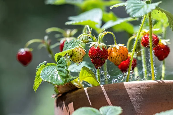 Kleine Erdbeeren Einem Alten Terrakottatopf Mit Natürlichem Licht — Stockfoto