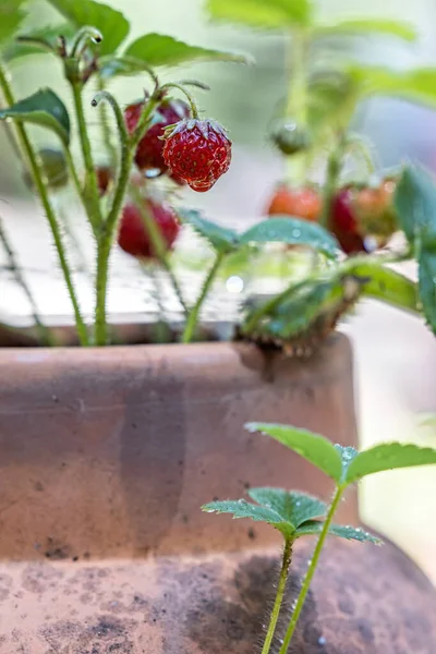 Kleine Erdbeeren Einem Alten Terrakottatopf Mit Natürlichem Licht — Stockfoto