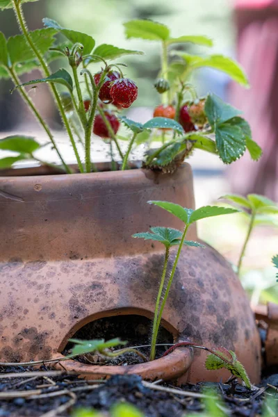 Kleine Erdbeeren Einem Alten Terrakottatopf Mit Natürlichem Licht — Stockfoto