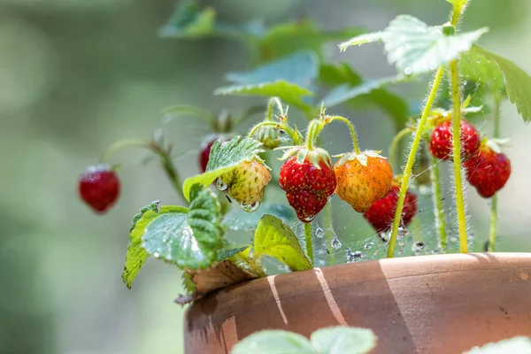 Small Strawberries Old Terracotta Planter Natural Light — Stockfoto