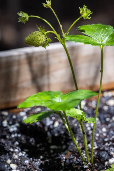 Small Pale Green Strawberry Vine Natural Blurred Background — ストック写真