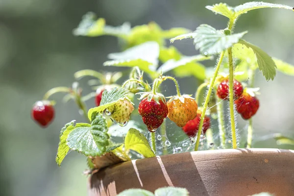 Small Strawberries Old Terracotta Planter Natural Light — Stockfoto