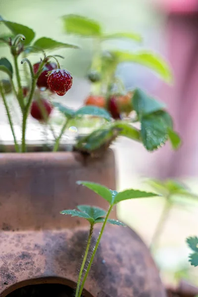 Kleine Erdbeeren Einem Alten Terrakottatopf Mit Natürlichem Licht — Stockfoto