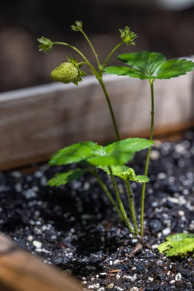 Small Pale Green Strawberry Vine Natural Blurred Background — Φωτογραφία Αρχείου