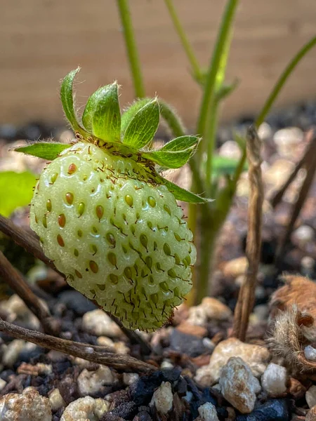 Nahaufnahme Einer Grünen Bio Erdbeere Auf Der Pflanze — Stockfoto