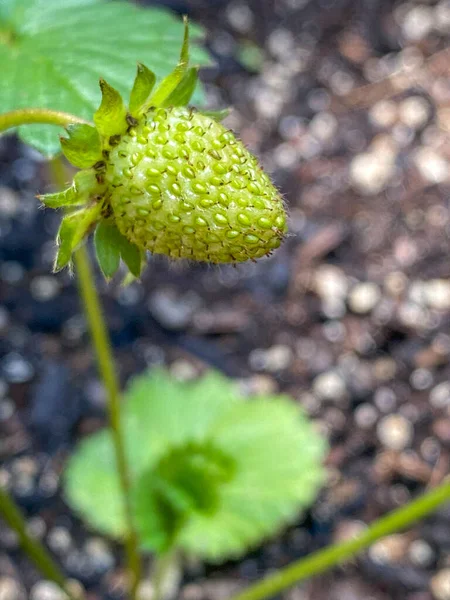 Close Organic Green Strawberry Plant — Stockfoto