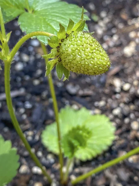 Nahaufnahme Einer Grünen Bio Erdbeere Auf Der Pflanze — Stockfoto