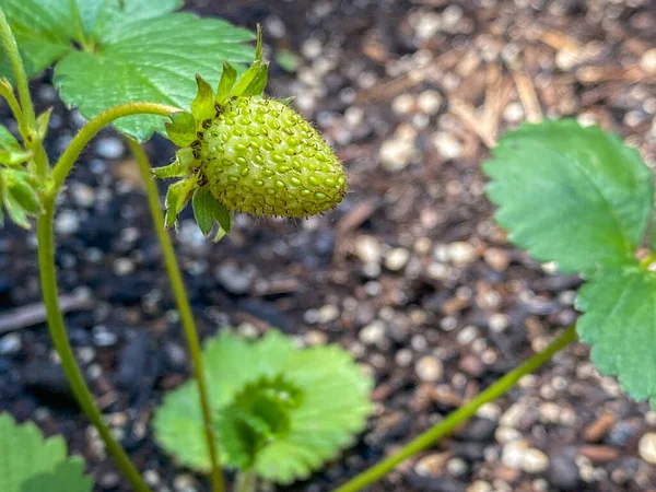 Close Organic Green Strawberry Plant — Fotografia de Stock