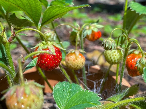 Close Organic Red Strawberry Plant — Stockfoto