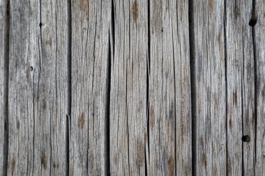 Oregon ormanında çürüyen köknar ağacının dokusuna yakın.