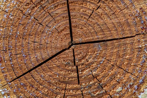 Macro Image Pine Tree Well Marked Growth Rings Background Texture — kuvapankkivalokuva