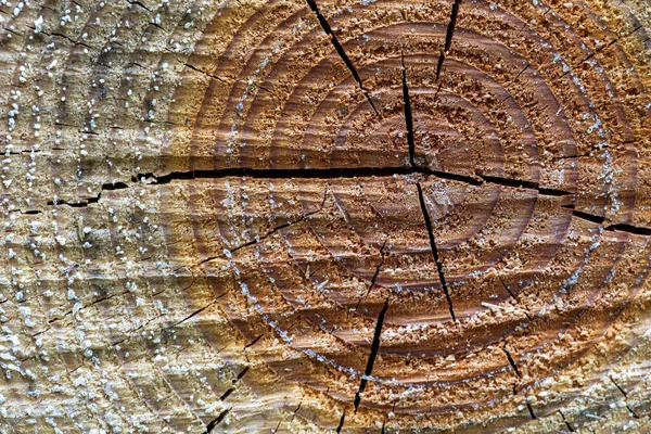 Macro Image Pine Tree Well Marked Growth Rings Background Texture — ストック写真