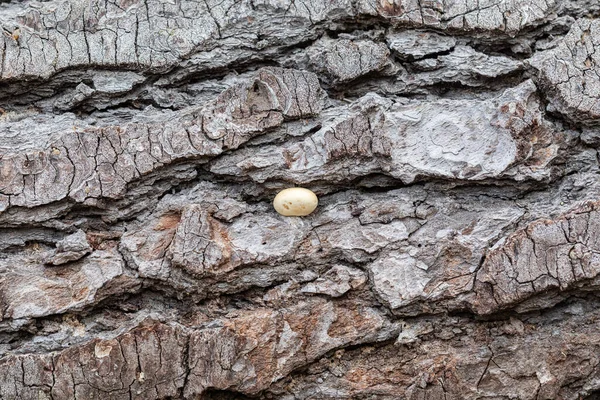 Close Bark Texture Large Shasta Tree Oregon Forest Mushroom Growing — Stockfoto