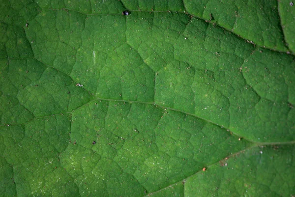 Close Green Leaf Beautiful Texture Background — Fotografia de Stock