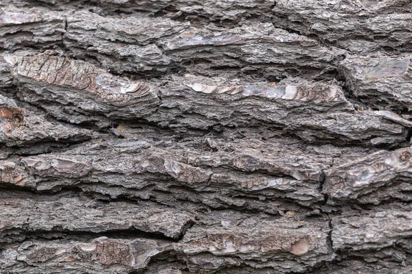 Close Bark Texture Large Shasta Tree Oregon Forest — Fotografia de Stock