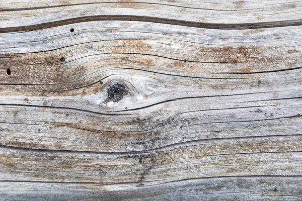 Close Texture Large Old Decomposing Shasta Fir Forest Oregon Knot — kuvapankkivalokuva