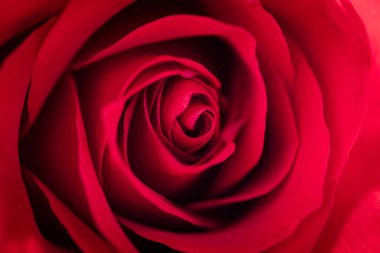 close up of a red rose as a background with details and shadow separating the petals