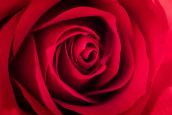 Close Red Rose Background Details Shadow Separating Petals — Photo