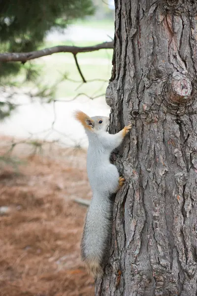 Kırmızı sincap fındık yiyor.
