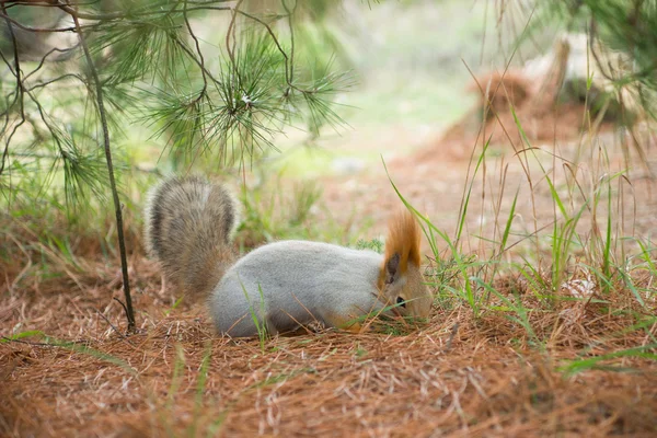 Kırmızı sincap fındık yiyor.