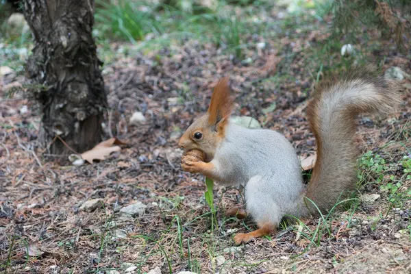Kırmızı sincap fındık yiyor.