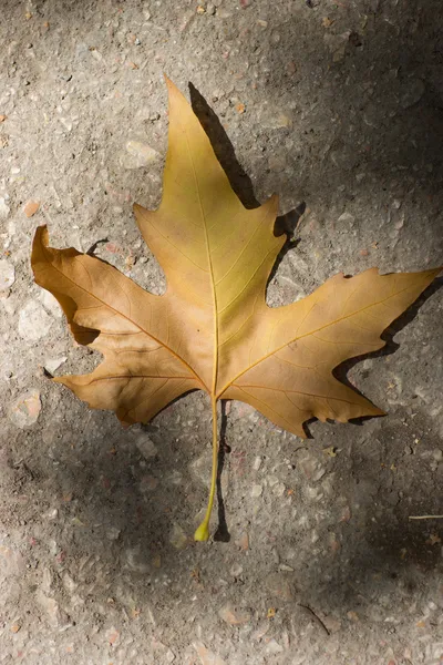 sonbahar sahne güzel akçaağaç yaprakları.