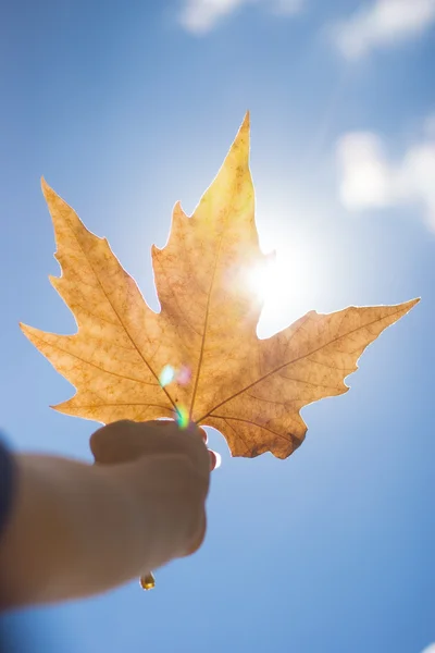 Autumn scenery, beautiful maple leaves. — Stock Photo, Image