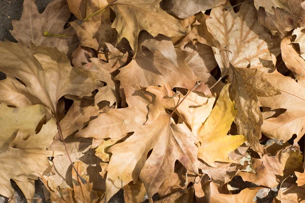 Paysage d'automne, belles feuilles d'érable . Images De Stock Libres De Droits