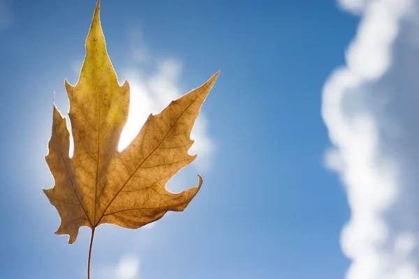 Autumn scenery, beautiful maple leaves. — Stock Photo, Image