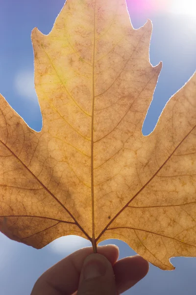sonbahar sahne güzel akçaağaç yaprakları.